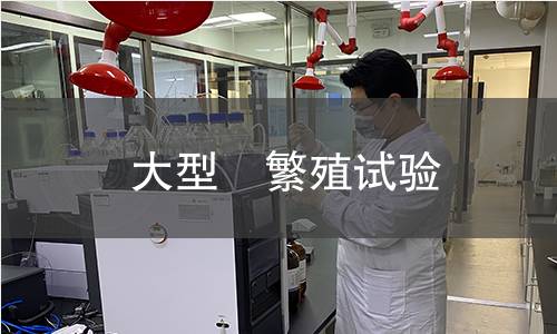 大型溞繁殖试验 大型溞繁殖试验