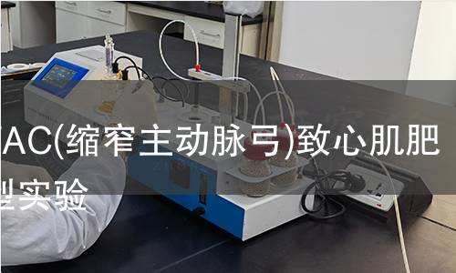 小鼠TAC(缩窄主动脉弓)致心肌肥厚模型实验