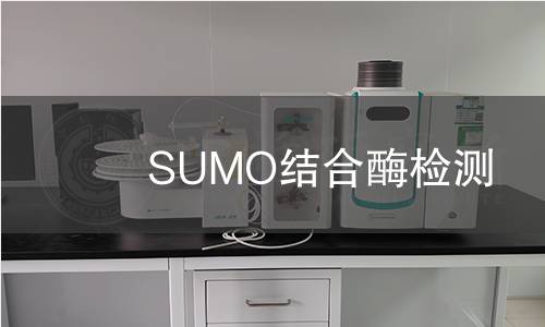 SUMO结合酶检测 SUMO结合酶检测