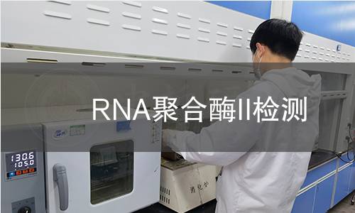 RNA聚合酶II检测 RNA聚合酶II检测