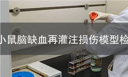 小鼠脑缺血再灌注损伤模型检测 小鼠脑缺血再灌注损伤模型检测