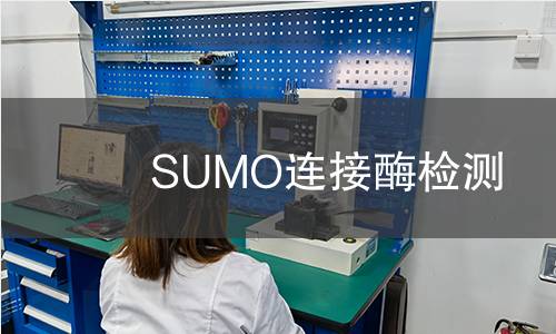 SUMO连接酶检测 SUMO连接酶检测