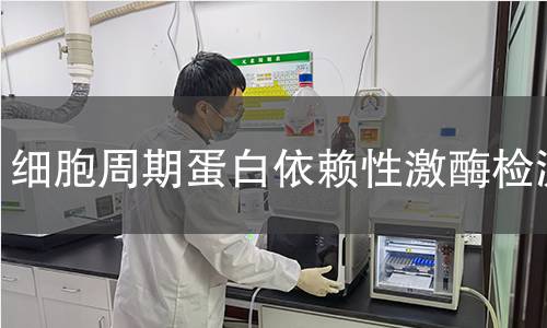 细胞周期蛋白依赖性激酶检测 细胞周期蛋白依赖性激酶检测