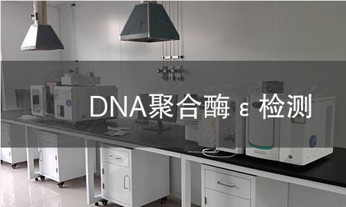 DNA聚合酶ε检测 DNA聚合酶ε检测