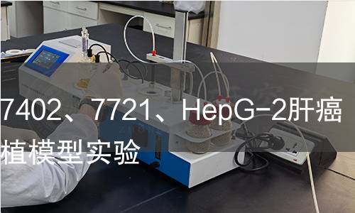 人肝癌7402、7721、HepG-2肝癌原位移植模型实验