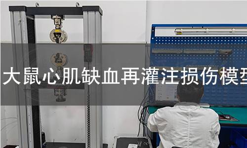 大鼠心肌缺血再灌注损伤模型