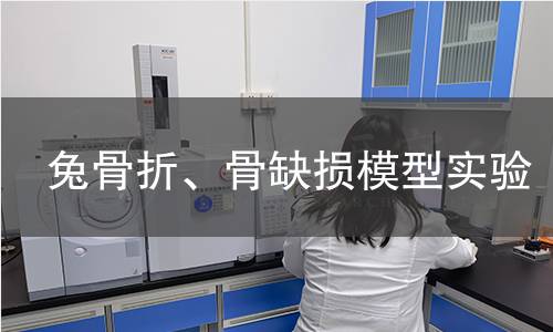 兔骨折、骨缺损模型实验