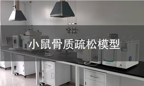 小鼠骨质疏松模型 小鼠骨质疏松模型