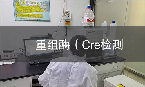重组酶(Cre检测 重组酶(Cre检测